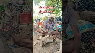 మా టమాటో వ్యవసాయం #agriculture #telugutomato #shortvideoviral