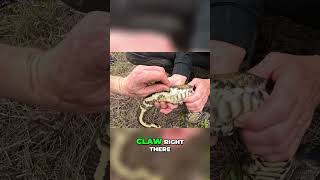 Discover the Fascinating World of Male Pythons! Profile