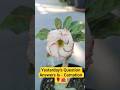 Yesterday's Question Answers Is - Carnation 🌹🌺 #adeniumflowers #adeniumplant #adeniumdesertrose
