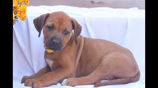 Rodesian Ridgeback Puppies for Sale