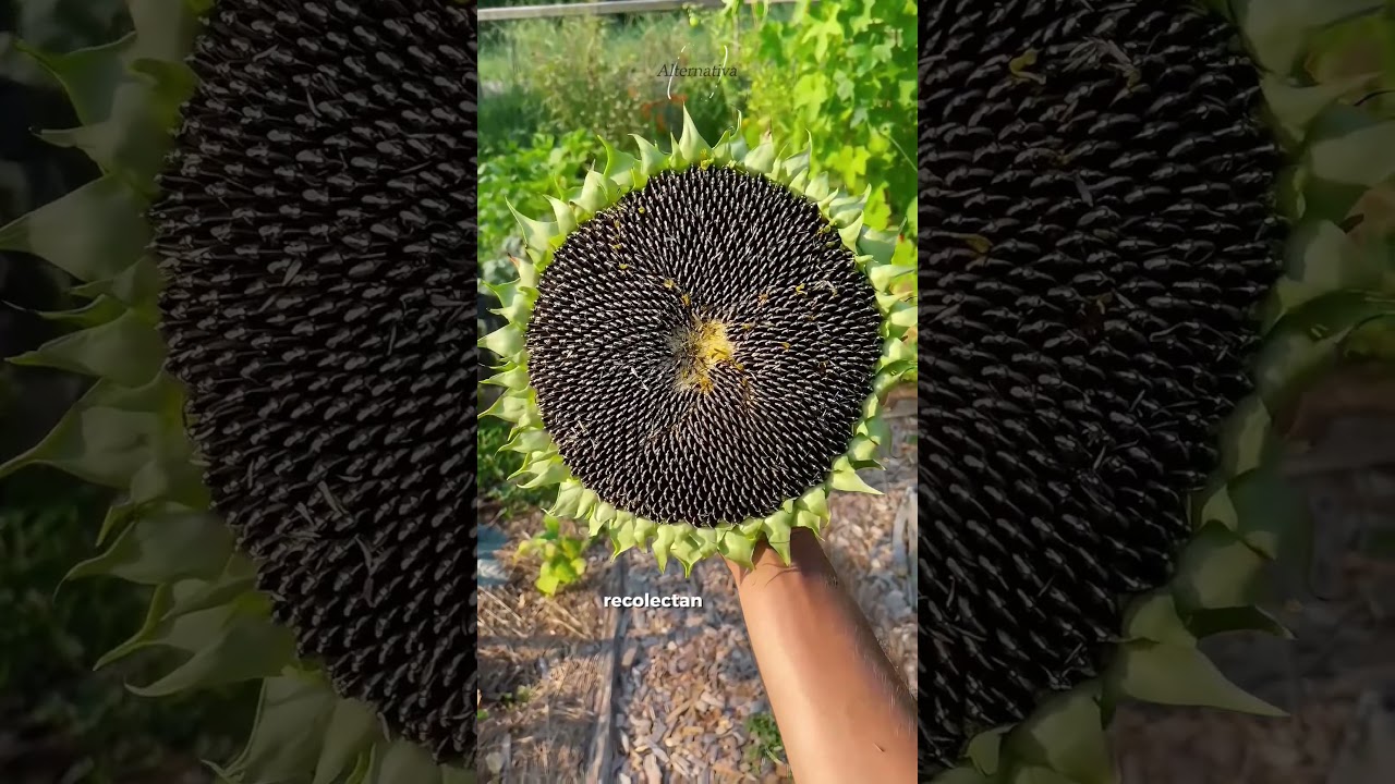 Así Cosechan Las Semillas De Girasol 🌻