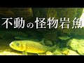 【怪物岩魚】自己記録の黄金岩魚を釣り上げる！そして、渓流のヌシが姿を現す…【渓流釣り】