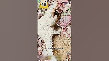 Con tê tê đục tổ kiến để ăn #thegioidongvat #shorts #shortvideo