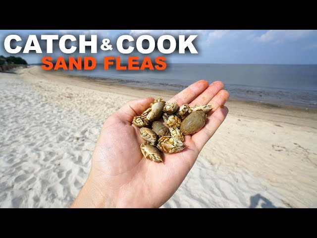 Catch and Cook SAND FLEAS - Are They Edible?? 