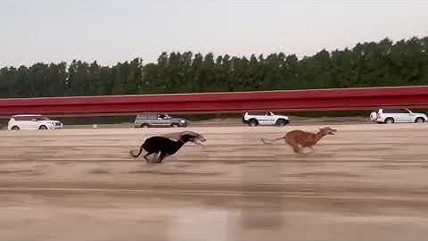 Greyhound x Saluki Race 1.2 Km Distance