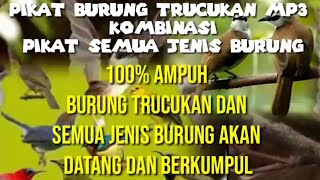 suara pikat trucukan mp3 kombinasi suara pikat semua jenis burung mp3