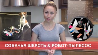 Собачья шерсть и робот пылесос iClebo Pop. Уборка помещения и линька. Джек рассел.(Магазин домашних роботов: http://qrobot.ru Канал Elli Di собаки http://goo.gl/fk56DV - Подписывайтесь ! ▽Я в соц сетях ▽ ЖМИ..., 2015-07-09T16:54:30.000Z)