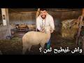 I Bought The Eid Sheep But Will The Price Drop In The Last 3 Days 