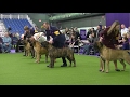 Bullmastiff Westminster dog show 2017 b の動画、YouTube動画。
