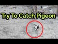 Fancy Kabutar Ne Aj Bhut Tang Kiya || Try To Catch Pigeon || High Flyer Pigeon Gallery