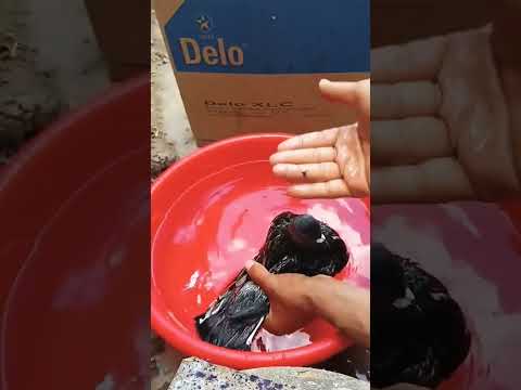 القضاء على حشرات الحمام الحمام اللاحم الفرنسى ابورياض