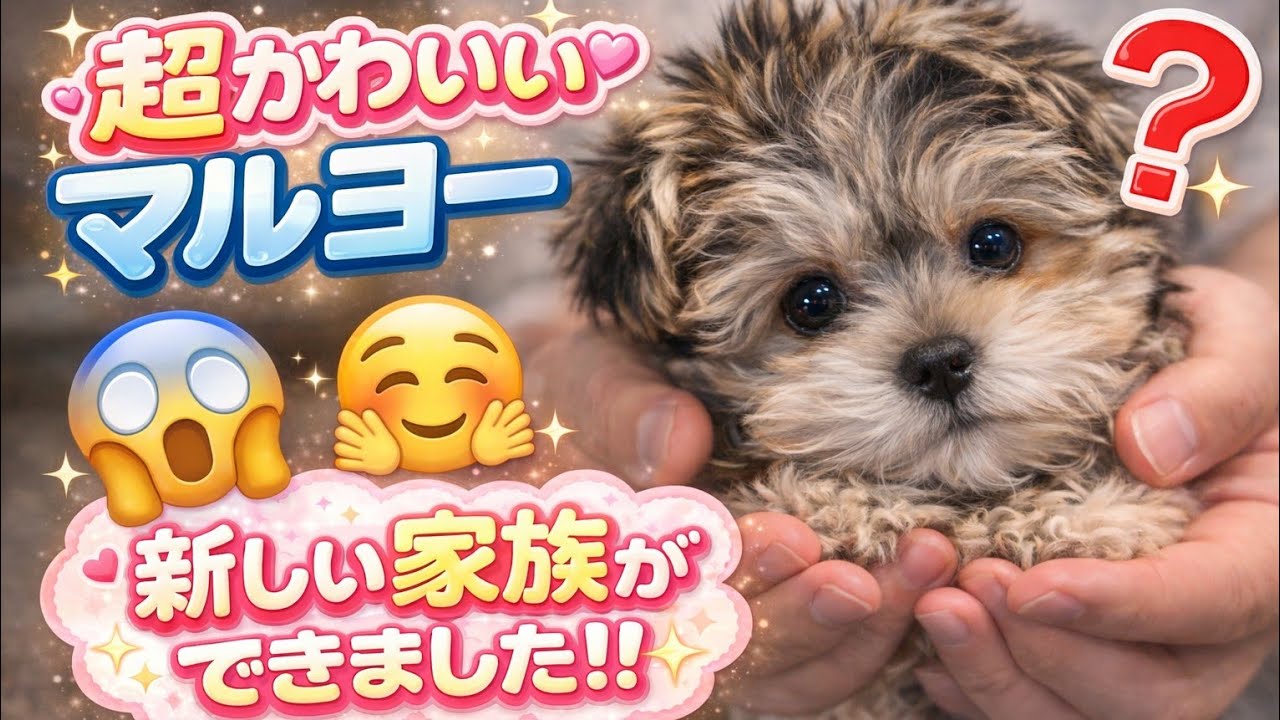 マルヨー🐶マルチーズとヨーキーのミックス犬を飼い始めました🐺ハーフ犬