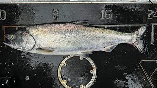 BLACKMOUTH Salmon fishing 2024 at JEFF HEAD by Peeling Line 1,597 views 2 months ago 14 minutes, 8 seconds