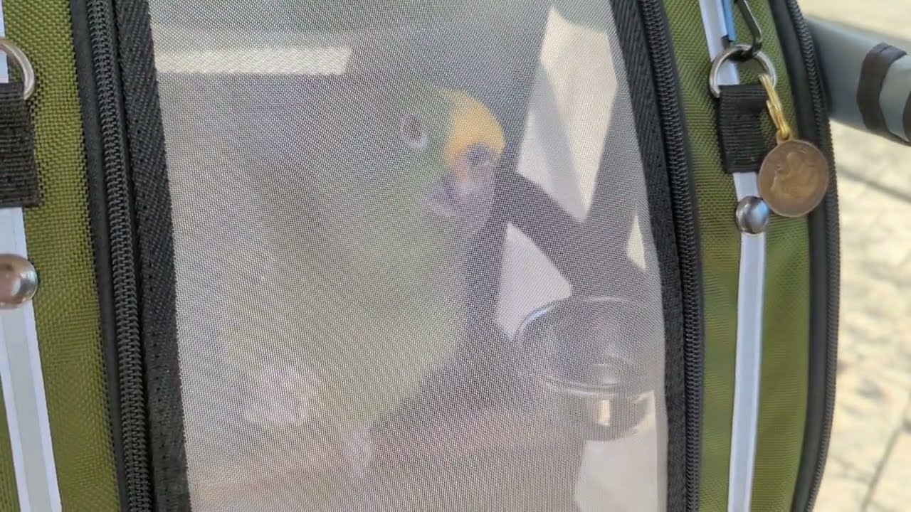 Freedom the Parrot Dines at Panera Bread on E Mitchell Hammock Road in Oviedo, Florida!