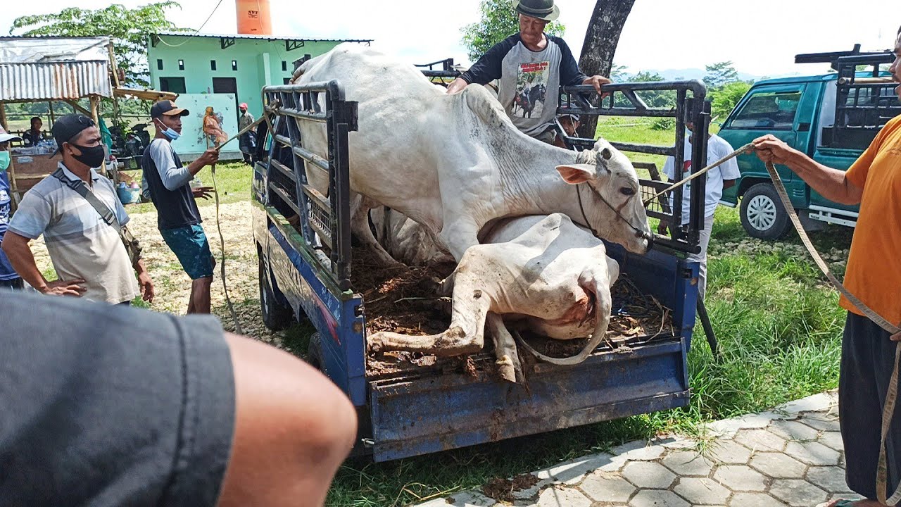 OVER LOAD SAPI Tumpang Tindih😌 - YouTube