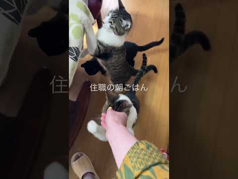 住職の朝ごはん。おかみが猫達におやつタイム。