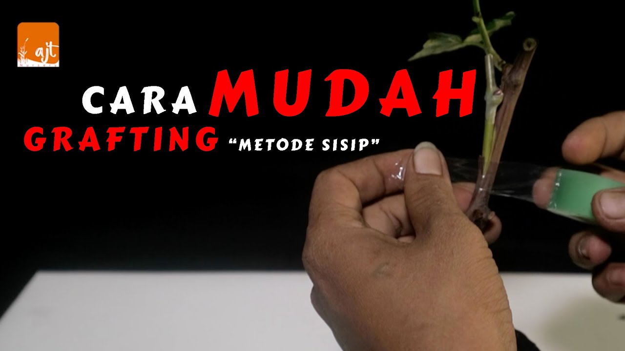 Sambung Sisip Tanaman Anggur lokal dengan import