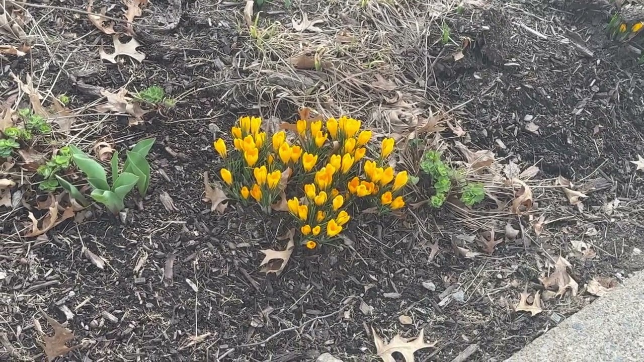 Beautiful Crocus Blooming