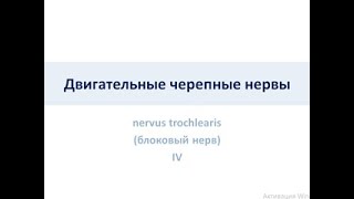 Двигательные черепные нервы. Блоковый нерв IV пара ЧПН (nervus trochlearis)