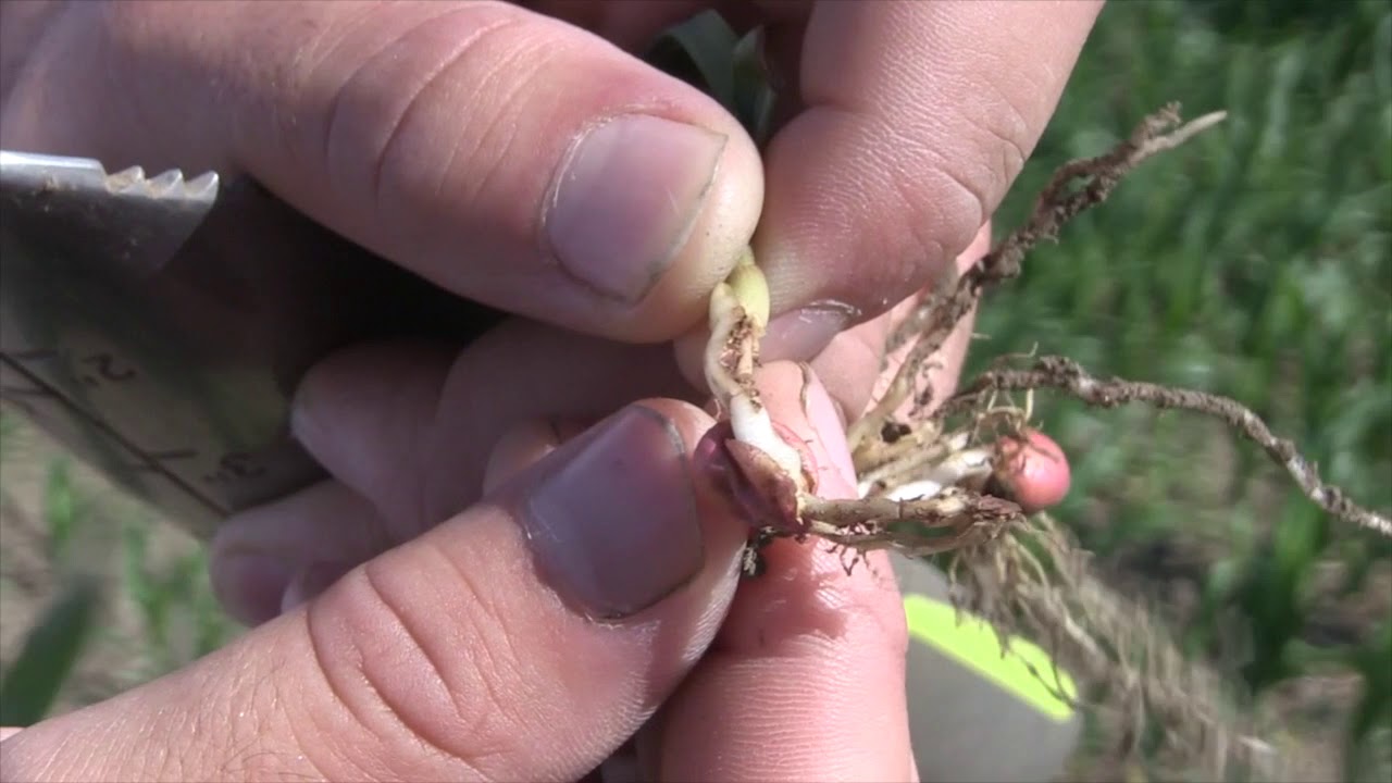 Corn School Don't get knocked out by fertilizer burn YouTube