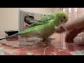 Budgerigar, 生後３ヶ月のセキセイインコが遊んでくれました☆Prt.1