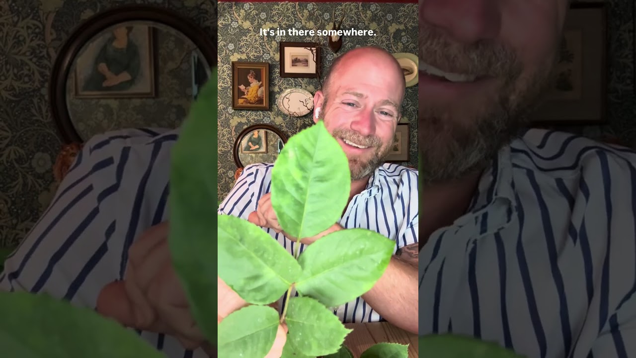 Личный отзыв о выращивании английской кустовой розы ‘Charles Austin’ (Ausfather) от @david_austin...