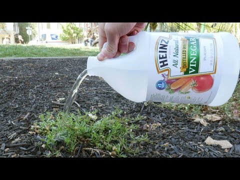 put-vinegar-on-your-plants-and-this-will-happen