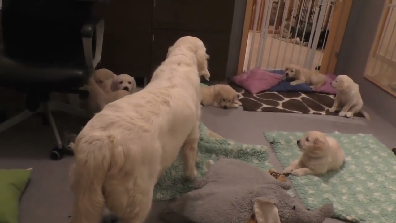 Mãe Dando Bronca Nos Filhotes