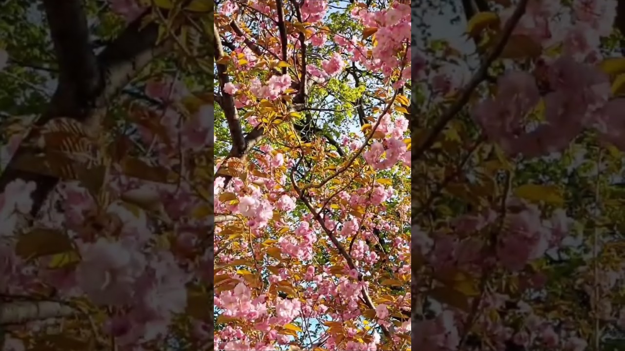 Enchanting Cherry Blossoms: Nature's Fleeting Beauty 🌸 | Spring Blooms & Short-Lived Wonders