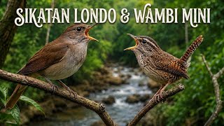 Duet Masteran Sikatan Londo & Wambi Mini