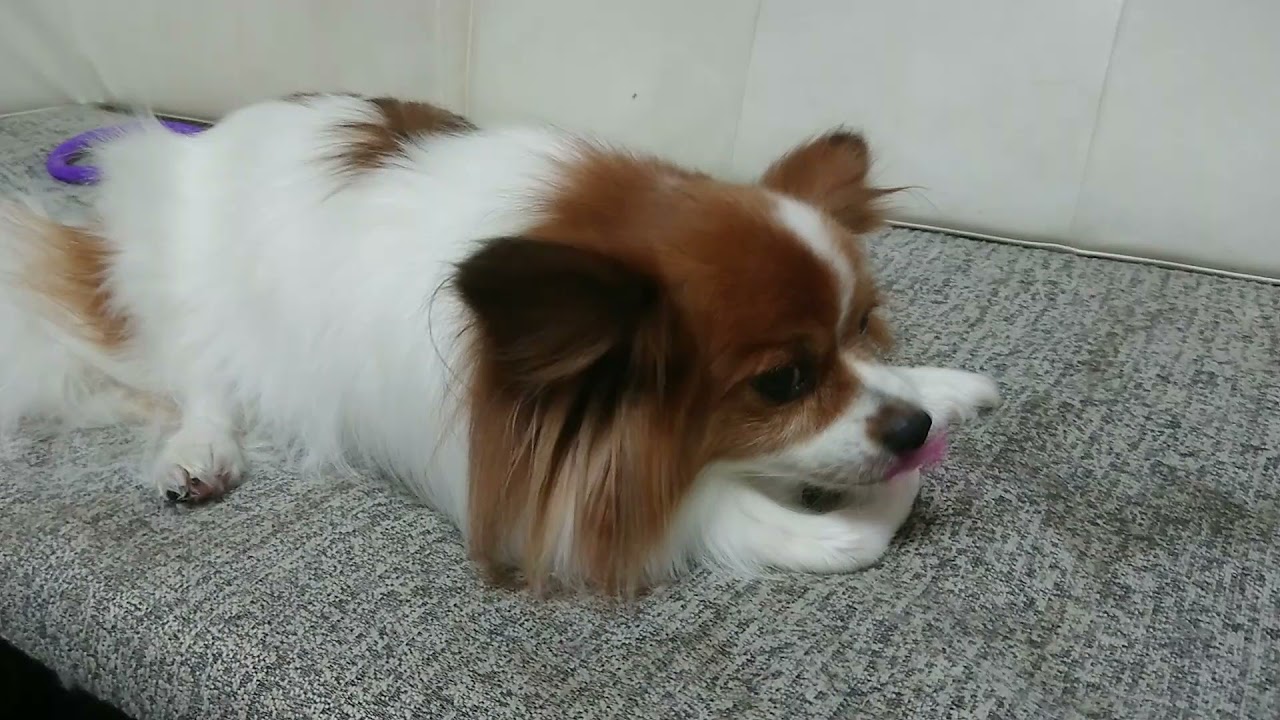 犬がずっとペロペロしてるのは癖や習慣じゃない ２つの理由と私の体験談 共働きでdogs