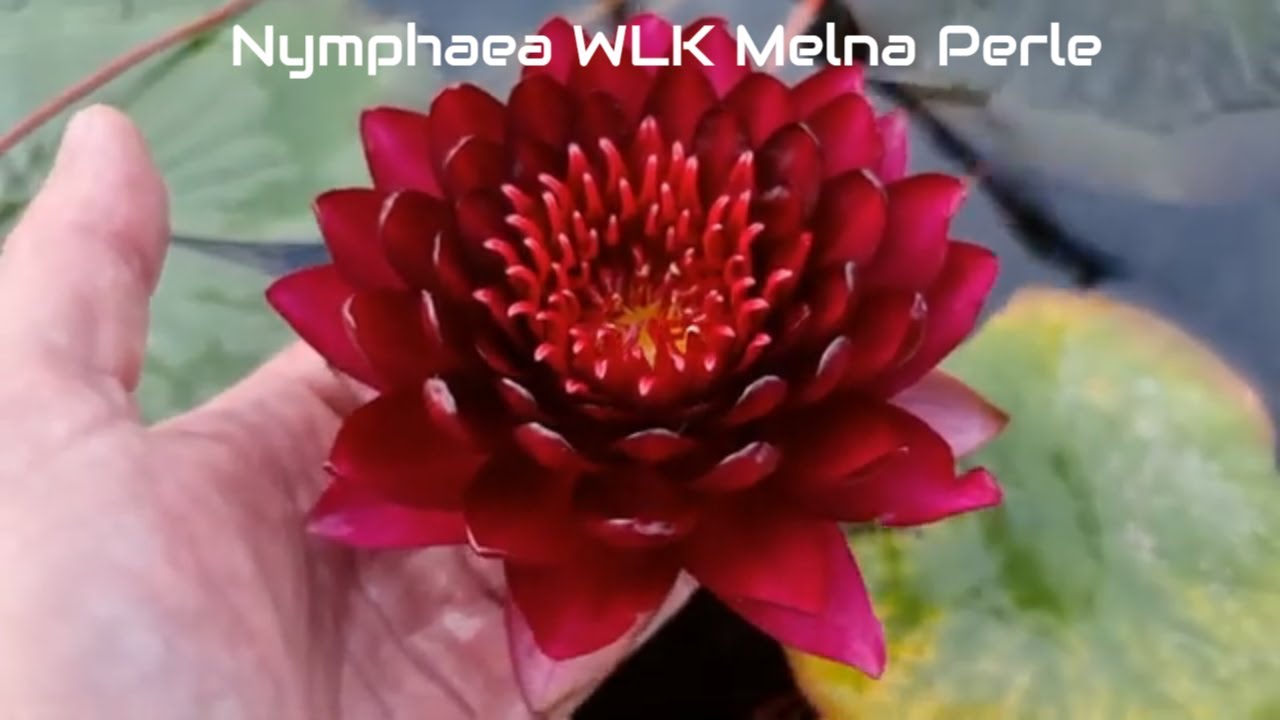 нимфея WLK Melna perle