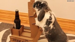 A bunny serving beer!