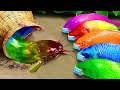 Stop Motion ASMR - Kungfu Fish and battle of Koifish carp and Catfish Eels