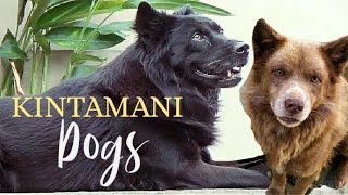 ANJING KINTAMANI BALI 'Best Fun Moments'