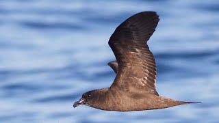 Jouanins petrel (Bulweria fallax) forage flight over water
Jouanins petrel (Bulweria fallax) forage flight over water. An all-dark, pigeon-sized petrel. Very bulky, with broad wings and a heavy, dark bill. Similar to Bulwer’s Petrel, but Jouanin’s appears heavier overall with a shorter tail, a larger bill, and no white on the wings. Strong flier, gliding often with occasional wingbeats, and staying close to the water. More... https://indianbirds.thedynamicnature.com/2015/01/jouanins-petrel-bulweria-fallax.html
Scientific classification:
Kingdom: Animalia
Phylum: Chordata
Class: Aves
Order: Procellariiformes
Family: Procellariidae
Genus: Bulweria
Species: B. fallax
#Birds #Petrel #YouTubeBirds Jouanins petrel (Bulweria fallax) forage flight over water