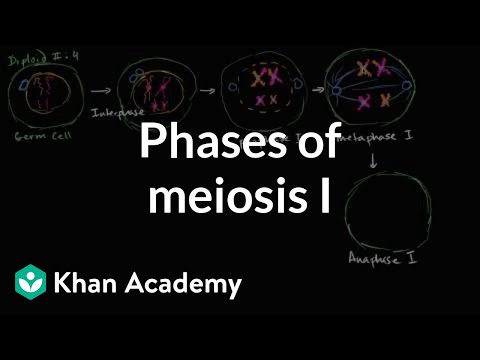 Video: Ktorá meióza je podobná mitóze?