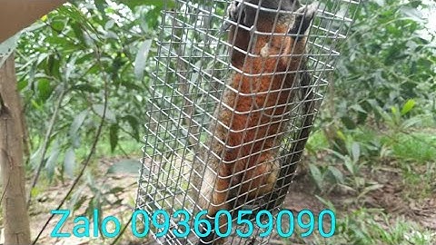 Bán bẫy sóc bông, bán bẫy chuột cống nhum, bán bẫy sóc đất, bán bẫy dông cát, zalo 0936059090.