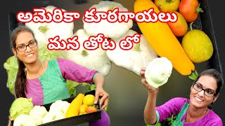 అమెరికా లో మా కూరగాయల పంట #scallopesquash #harvest video in telugu #gardening #teluguvlogs #organic