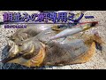 【ヒラメ釣り】鮃を魅了するミノーが凄すぎた【フラットフィッシュ】