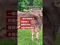 母牛被首次拍攝到自己使用工具－ BBC News 中文