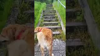 Kokoni Hund geht Gassi an der Salzach by Kokooooniii - Mustang TV  82 views 1 year ago 2 minutes, 20 seconds