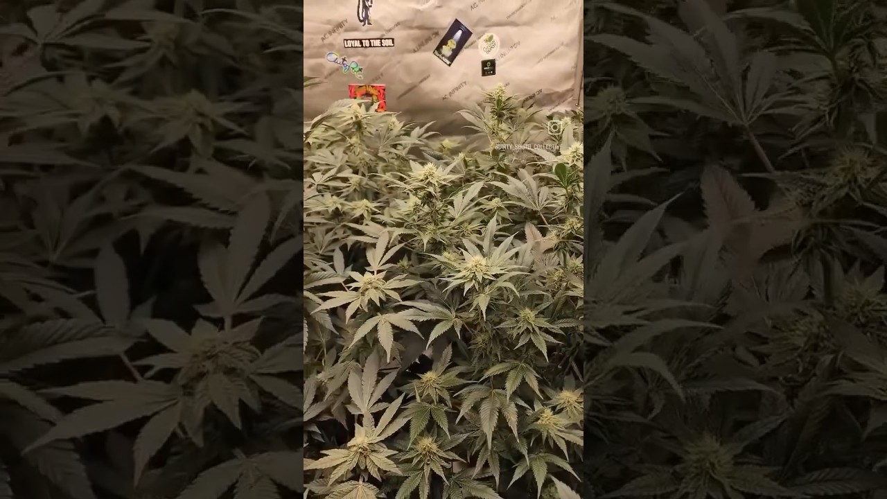 Day 28 of flower for these super genetics under the Slim 750s NextGen V2. 