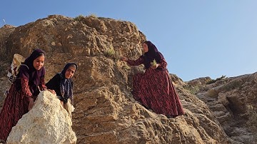 Pregnant nomadic woman picks rare herbal medicine in harsh mountains
