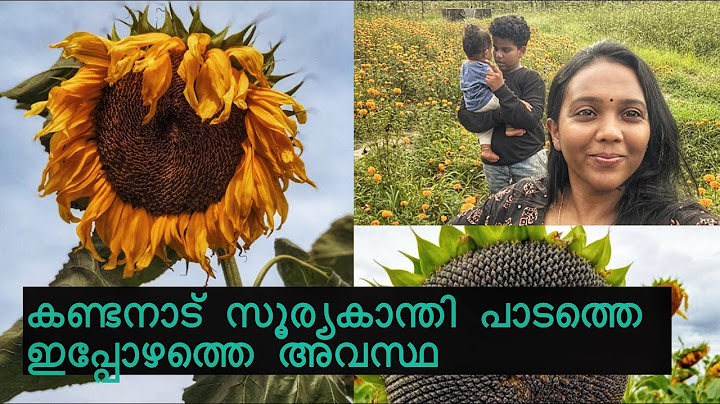 സൂര്യകാന്തി പാടം കാണാൻ ഇനി ആരും കണ്ടനാട് പോകല്ലേ 🌼 | Kandanad Sunflower Farm | #kashiandkedha