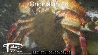 Red rock crab hatching larvae 4K stock footage