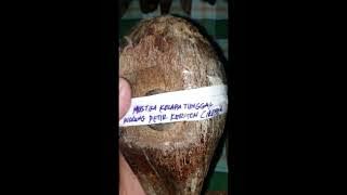 ISTANA MUSTIKA KELAPA TUNGGAL( WULUNG PETIR)