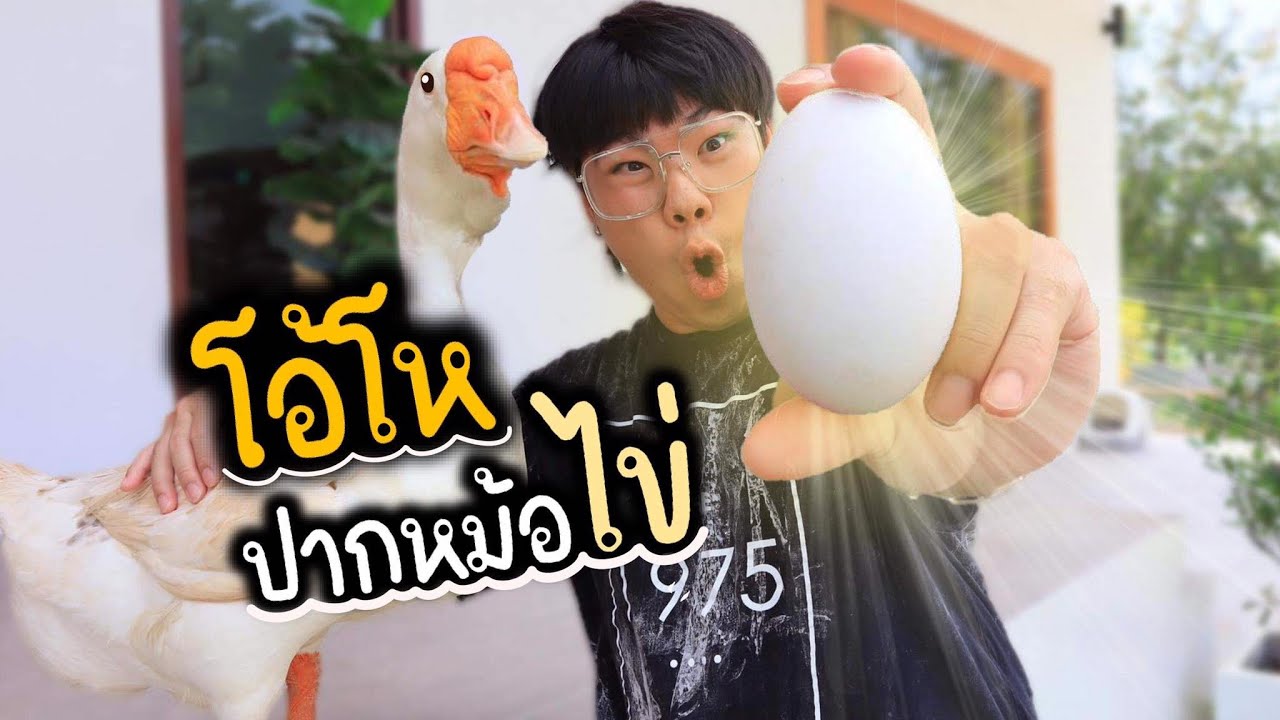 ขโมยไข่ปากหม้อ...ลูกผมโตเป็นสาวแล้ว ลองกินไข่ห่าน?? ใบใหญ่มากก!!!