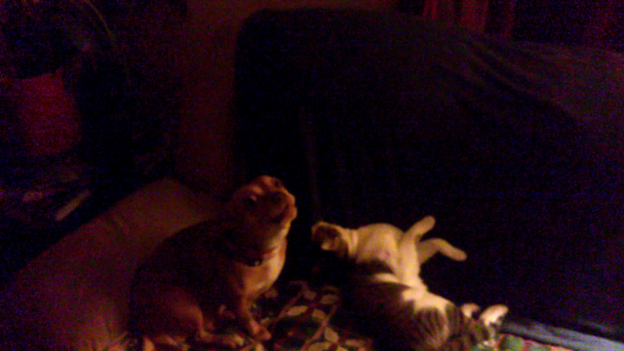 Lady Bird Sings The Blues To Money The Hard To Get Fat Cat YouTube