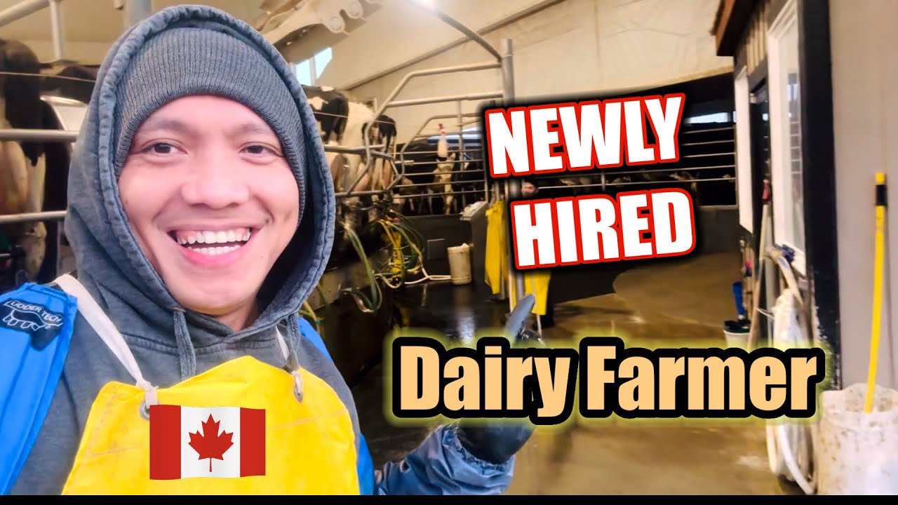 NEWLY HIRED DAIRY FARMER #canadalife  #buhaycanada  #ofwlife  #canada  #filipino 